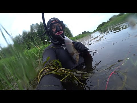 Видео: Подводная охота на малых реках. Подводная охота.