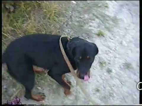 Видео: Удивительная порода