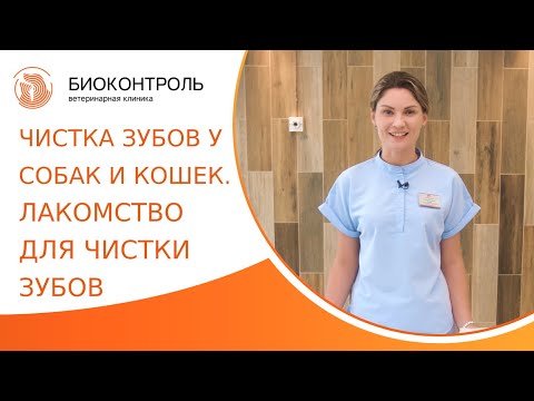 Видео: 🪥 Чистка зубов у собак и кошек, как выбрать лакомства для чистки зубов? Лакомства для чистки зубов.