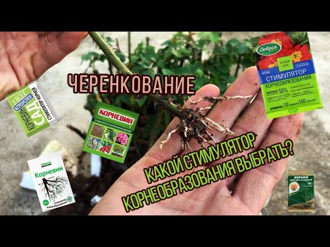 Видео: #Корневин. #Черенкование. #Розы. #Петуния. #Хризантема