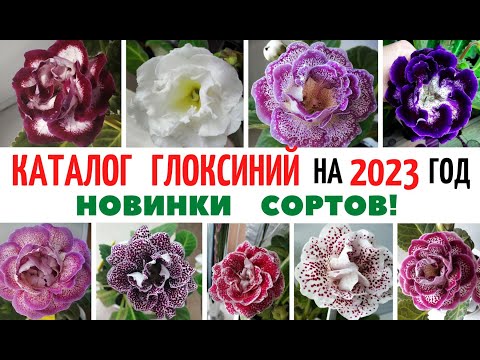 Видео: КАТАЛОГ 🌺 ГЛОКСИНИЙ № 2  на 2023 год 🌺 НОВИНКИ Коллекции