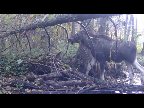 Видео: Дальні рубежі 2025-10-11_2025-10-18