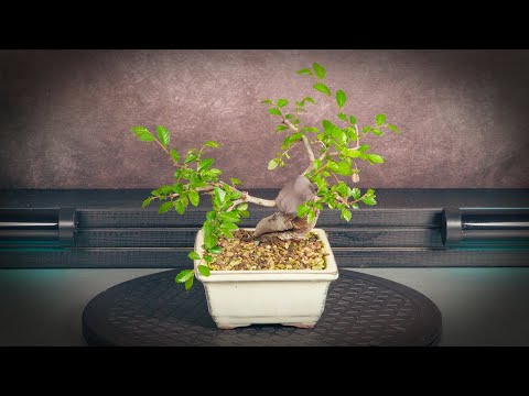 Видео: Обрезка бонсай из вяза китайского (дерево 7 - часть 2)