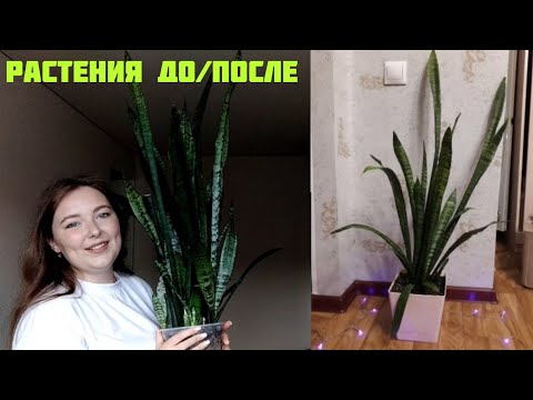 Видео: как изменились мои цветы: растения ДО/ПОСЛЕ 🌿