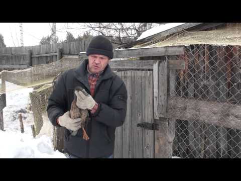 Видео: Подсадные утки Андрея Лохматова