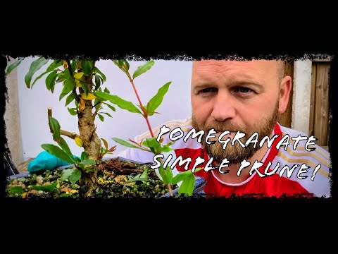 Видео: Уборка бонсай из граната