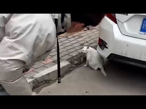 Видео: Услышали жуткие кошачьи вопли… Кошка-мама рожала прямо на дороге!