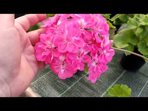 Видео: Зонартики поражают цветами! Про маты.