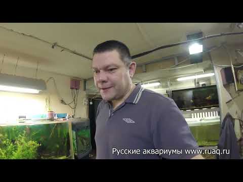 Видео: Биодизайн. Отечественная печаль