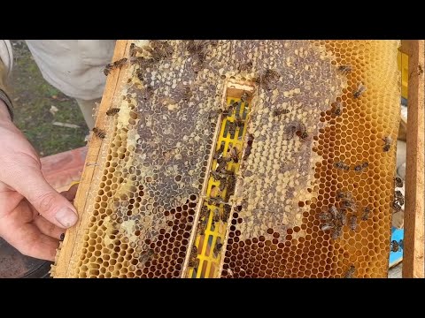 Видео: ❗️ВЫПУСКАЕМ МАТОК❗️🐝 Ранний старт💥 9.02.2024 #пасека #пчеловодство #пчелы