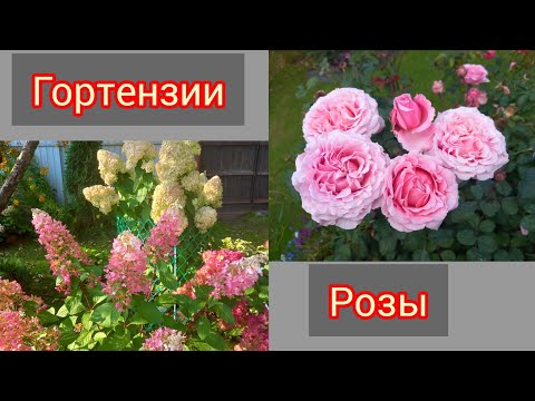 Видео: Розы и гортензии 15 сентября 2025г