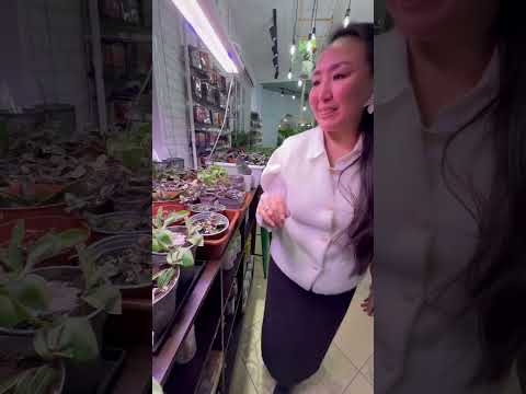 Видео: SOFINEWE  сибэкки лааппыта 2025