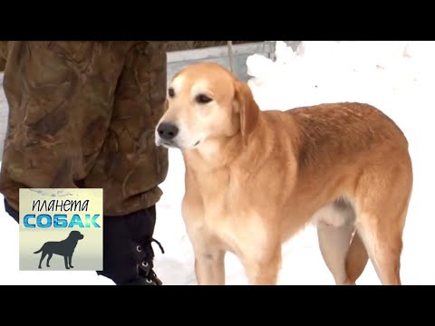 Видео: Русская гончая. Планета собак 🌏 Моя Планета