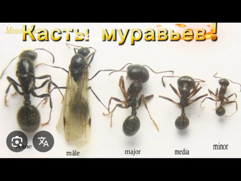 Видео: Касты муравьев!