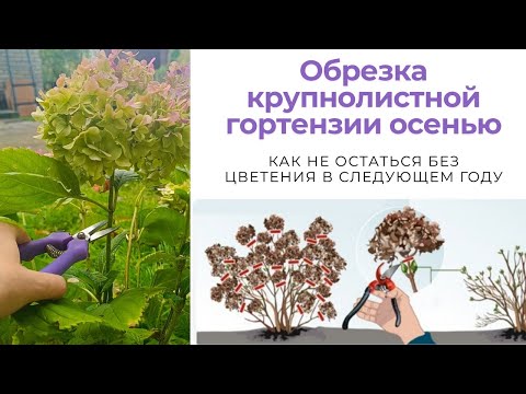 Видео: Как правильно обрезать крупнолистную гортензию осенью