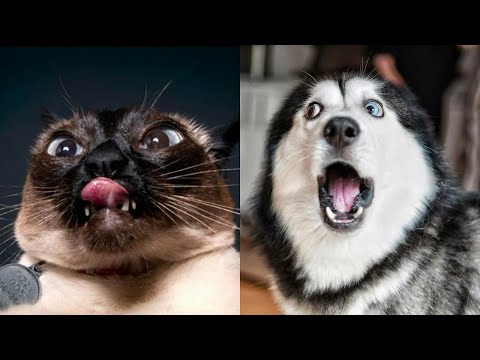 Видео: 😹СМЕШНЫЕ КОШКИ 2022 😹И ДРУГИЕ ЖИВОТНЫЕ/ 17 МИНУТ СМЕХА/СМЕШНЫЕ ЖИВОТНЫЕ 2022/ЛУЧШИЕ ПРИКОЛЫ С КОТАМИ