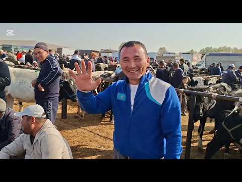 Видео: 06.20.2025.Сарыағаш мал базары Сиырлар бузаумен,сиырлар,буқалар,қашарлар,таналар,бузаулар.🐄🐮🐂🐄🐮🐂🐄🐮🐂🐮