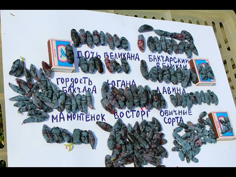 Видео: ЖИМОЛОСТЬ МАМОНТЁНОК, ЛАВИНА, ПОСАДКА, САЖЕНЦЫ