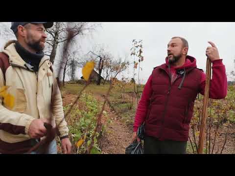 Видео: Гости в моем саду.