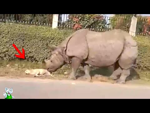 Видео: Это НУЖНО Видеть! Случаи с Животными Снятые на Камеру
