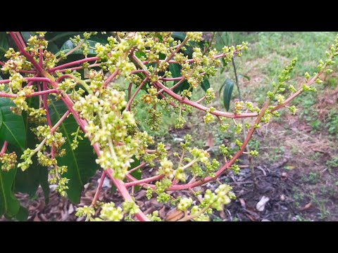 Видео: ТАЙВАНЬСКОЕ МАНГО, ОБНОВЛЕНО ПОСЛЕ РАСПЫЛЕНИЯ РАСТИТЕЛЬНОГО СРЕДСТВА