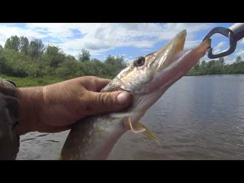 Видео: Рыбалка на спиннинг, река Вятка.