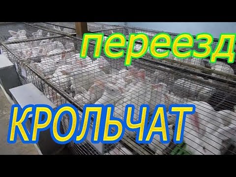 Видео: отсадка крольчат от матери(пересадка в откормочную клетку) (видео 9)