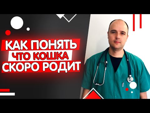 Видео: Как понять что кошка скоро родит? Начало родов у кошек