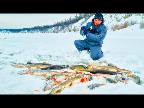 Видео: РЫБА СОШЛА С УМА!! Попал НА ЩУЧЬЮ ТРОПУ , просто БЕШЕНЫЙ КЛЁВ! Рыбалка в ЯКУТИИ