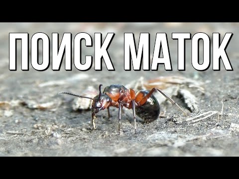 Видео: Поиск Летних Маток! Лет Formica, самцы Сamponotus и другие!  // Поиск маток.