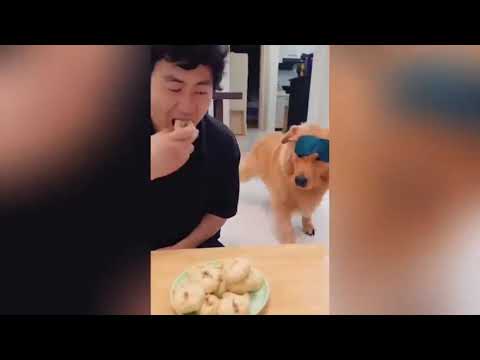 Видео: Удивительные домашние  животные!