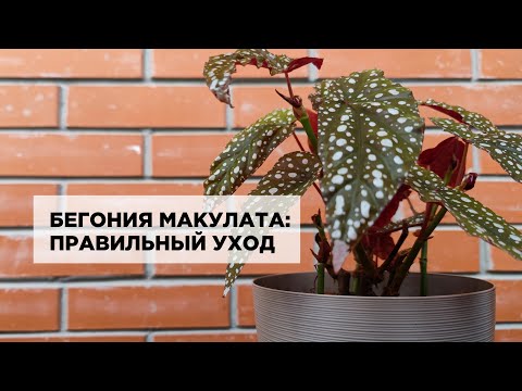 Видео: Бегония Макулата: уход в домашних условиях. Рассказываю о грунте и поливе