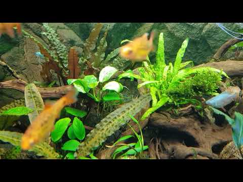 Видео: Новые вабикусы, новые рыбки, перестановка и изменения в моих акварииумах 250л, 200л и 50л