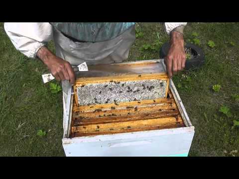 Видео: Метод Цебро работа №16 + промежуточные итоги