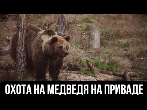 Видео: Охота на медведя на приваде // Охотничьи истории 7 сезон
