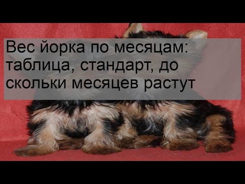 Видео: Вес йорка по месяцам: таблица, стандарт, до скольки месяцев растут