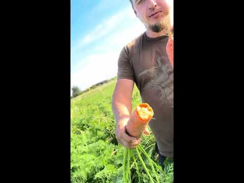 Видео: У нас стартовала уборочная морковки🥕