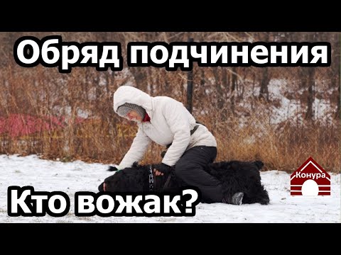 Видео: 223. Обряд подчинения. Хочешь стать вожаком? Кто в семье лидер?