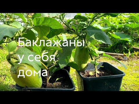 Видео: Выращиваем баклажаны у себя дома #ШПС № 131