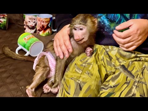 Видео: У Анфисы ПРИСТУПЫ НЕЖНОСТИ или она просто хотела выпросить еще одну конфету))