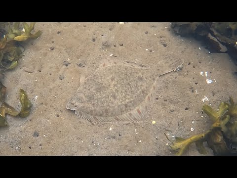 Видео: Осенняя охота на камбалу / Autumn flounder hunting