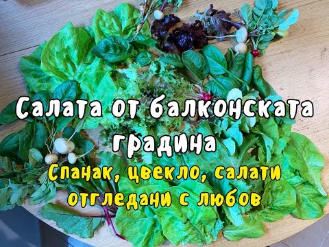 Видео: Салата от балконската градина - бране на реколта