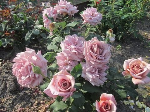 Видео: Цветение роз в конце августа 2022 года