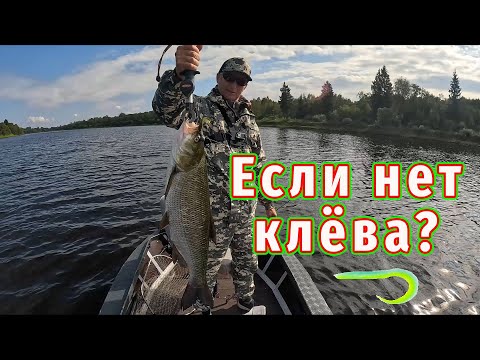 Видео: Если нет Клёва? Кто виноват и ЧТО Делать?