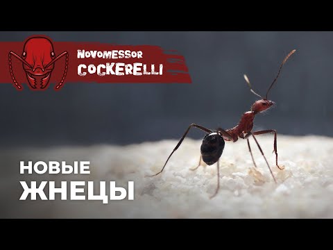 Видео: ГЛАВНЫЕ КОНКУРЕНТЫ ПОГОНОМИРМЕКСОВ | Novomessor cockerelli