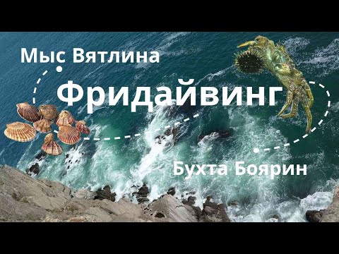 Видео: Дно морское #приморскийкрай #travel #японскоеморе #владивосток #freediving #фридайвинг #vladivostok
