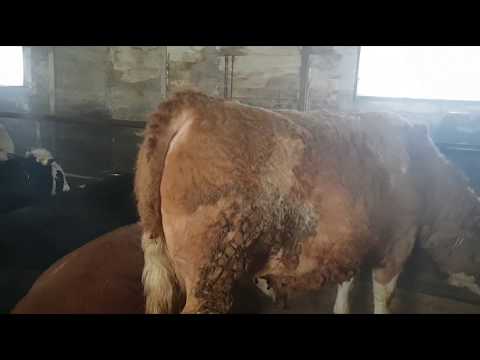 Видео: Быки на откорме, февраль месяц | Сколько раз кормим дроблёнкой в день?