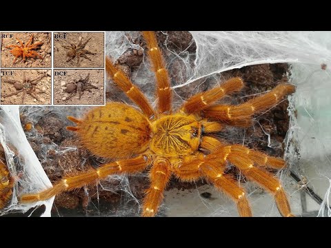 Видео: Pterinochilus murinus цветовые формы + забор кокона. Ядовитый паук.