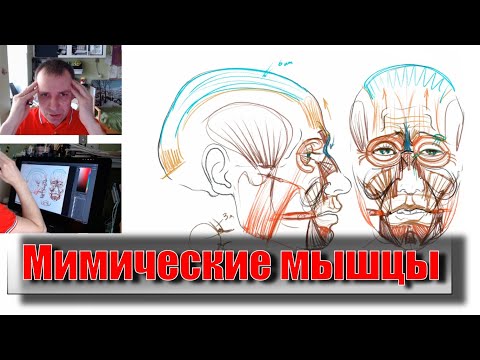 Видео: ВАЖНО ЗНАТЬ для рисования лица: МИМИЧЕСКИЕ МЫШЦЫ. - А. Рыжкин