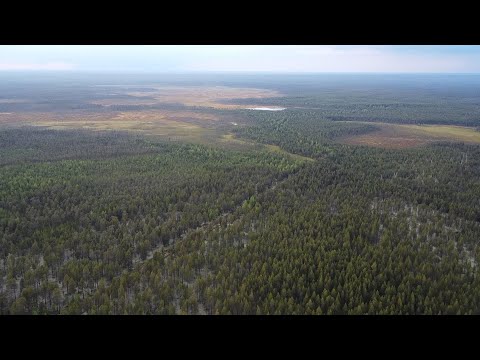 Видео: В тайгу за хариусом в классной компании !